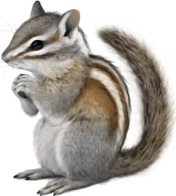 Alpine Chipmunk