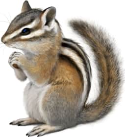 Yellow-pine Chipmunk