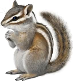 Gray-footed Chipmunk