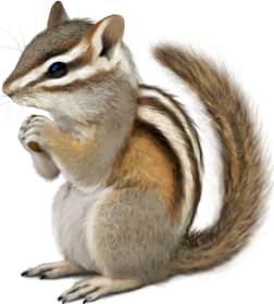 Gray-collared Chipmunk
