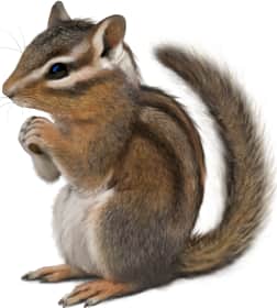 Yellow-cheeked Chipmunk