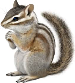 Cliff Chipmunk