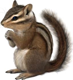 Allen's Chipmunk — Coastal