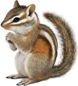 Merriam's Chipmunk