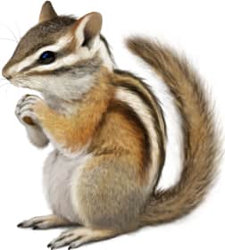 Least Chipmunk