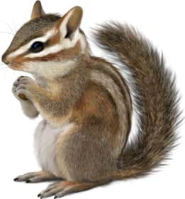California Chipmunk