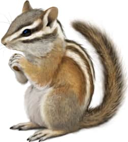 Palmer's Chipmunk