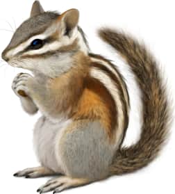 Panamint Chipmunk