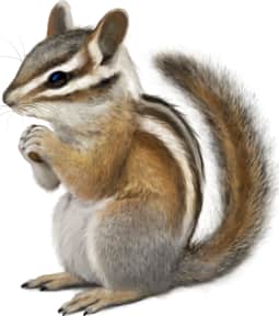 Long-eared Chipmunk