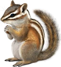 Colorado Chipmunk