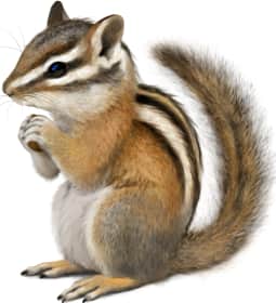 Red-tailed Chipmunk