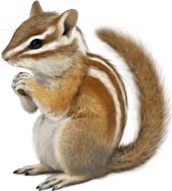 Hopi Chipmunk