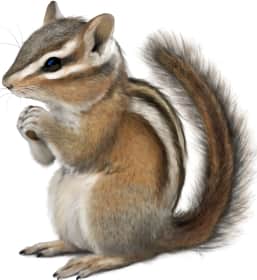 Allen's Chipmunk