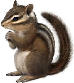 Siskiyou Chipmunk