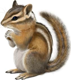 Siskiyou Chipmunk — Inland