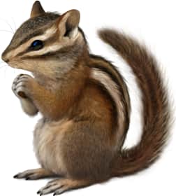 Sonoma Chipmunk