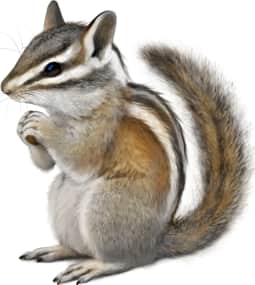 Lodgepole Chipmunk