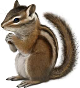 Townsend's Chipmunk