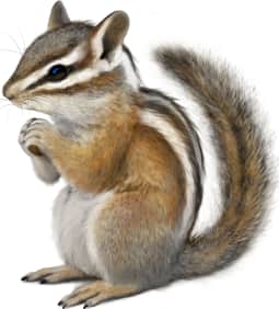 Uinta Chipmunk