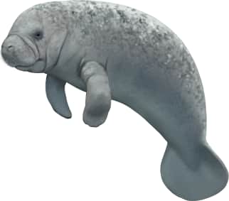 West Indian Manatee