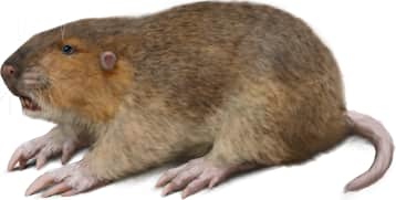 Attwater's Pocket Gopher