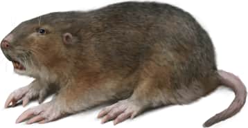Southeastern Pocket Gopher