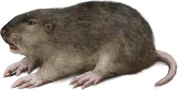 Texas Pocket Gopher