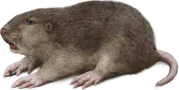 Baird's Pocket Gopher
