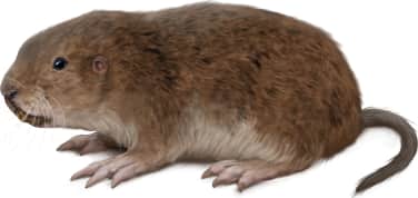 Yellow-faced Pocket Gopher