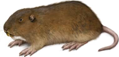 Camas Pocket Gopher — Red coloration