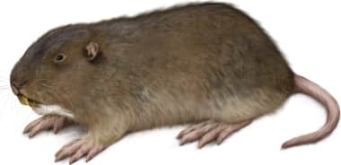Camas Pocket Gopher