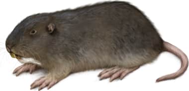 Camas Pocket Gopher — Dark coloration