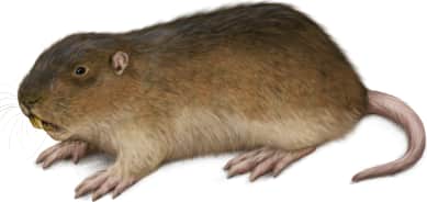 Botta's Pocket Gopher