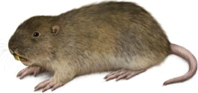 Wyoming Pocket Gopher