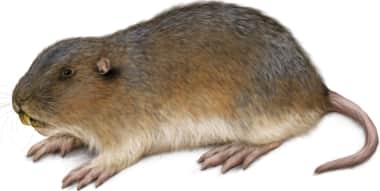 Western Pocket Gopher
