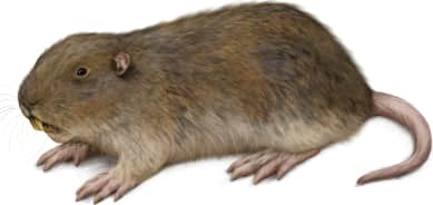 Mountain Pocket Gopher