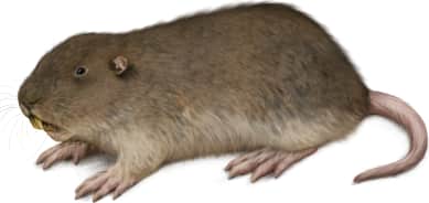 Northern Pocket Gopher