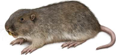 Townsend's Pocket Gopher