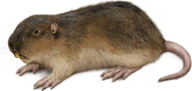 Southern Pocket Gopher
