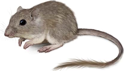 Long-tailed Pocket Mouse