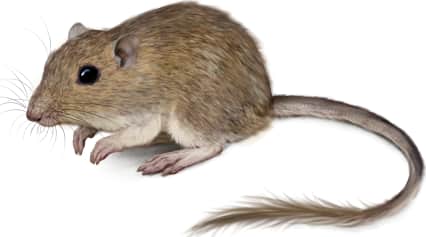 Bailey's Pocket Mouse