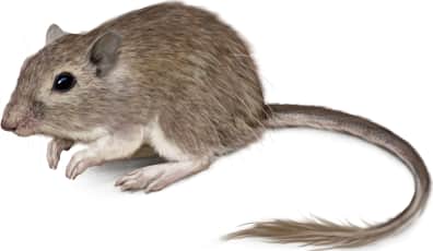 California Pocket Mouse