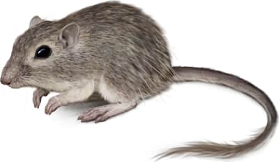 Nelson's Pocket Mouse