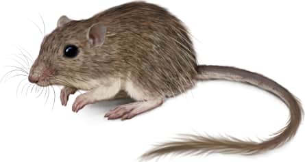 Spiny Pocket Mouse