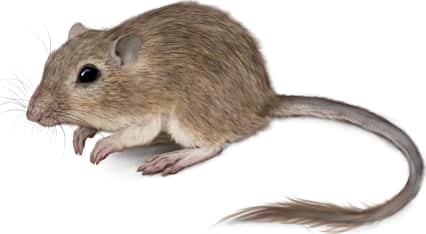Eastern Desert Pocket Mouse