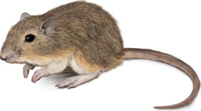 Hispid Pocket Mouse