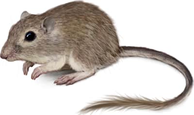 San Diego Pocket Mouse