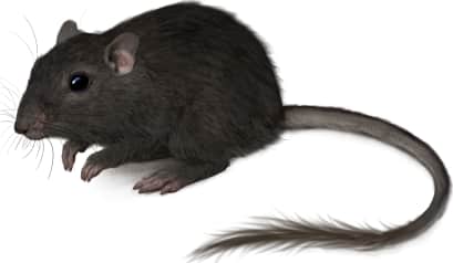 Rock Pocket Mouse — Dark form