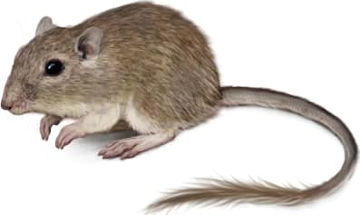 Rock Pocket Mouse