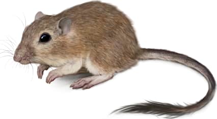 Desert Pocket Mouse